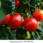 第一版主网01bz:探索网络社区的创新与发展之路 e2jkcadges