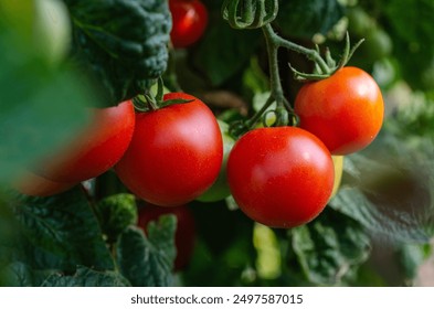 第一版主网01bz：探索网络社区的创新与发展之路