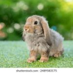 畅享动漫ACG在线观看:探索无限精彩的二次元世界 gw5fg