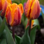 第一版主小说在线:探索网络文学的魅力与精彩 meo0k91smz