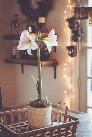 第一版主中文网：探索网络社区的魅力与发展历程