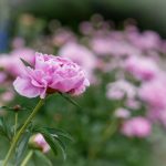 畅享免费大片在线观看,尽情体验电影盛宴 yd4j3b